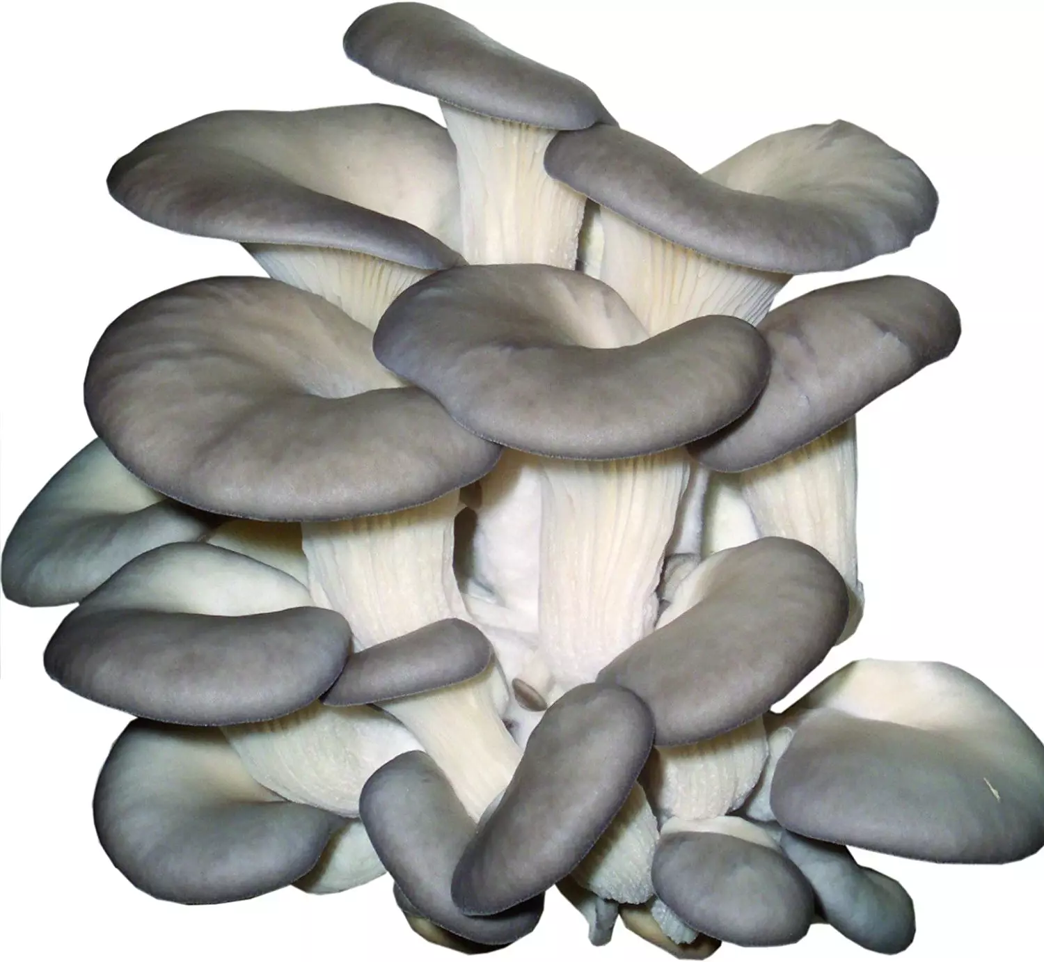Hericium-Pleurotus Capsules de poudre de champignons biologiques (mélange 345)